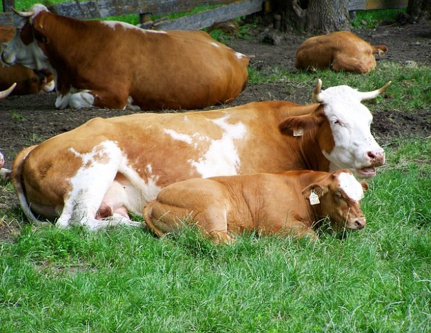 brown-and-white-cow нодуларен дерматит