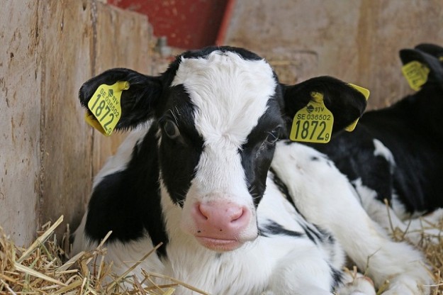 calf-703636